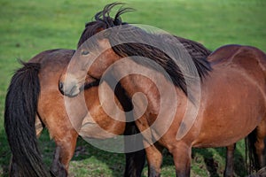 Icelandic Horses in summer ,Iceland.