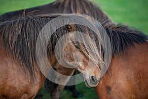 Icelandic Horses in summer ,Iceland.