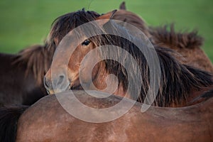 Icelandic Horses in summer ,Iceland.