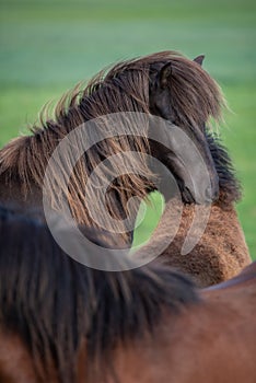 Icelandic Horses in summer ,Iceland.