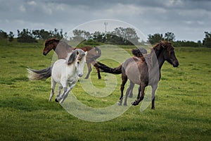 Icelandic Horses in summer ,Iceland.