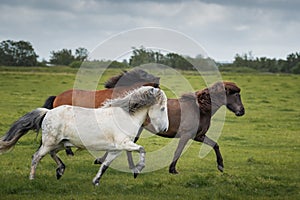 Icelandic Horses in summer ,Iceland.