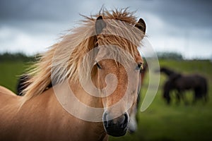Icelandic Horses in summer ,Iceland.