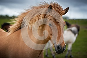 Icelandic Horses in summer ,Iceland.