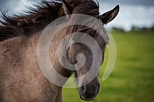 Icelandic Horses in summer ,Iceland.