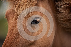 Icelandic Horses in summer ,Iceland.