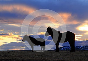 Icelandic horses at sunrise