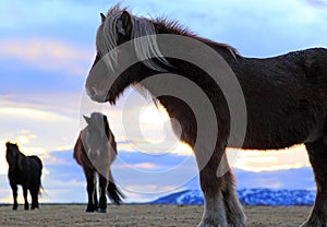 Icelandic horses at sunrise