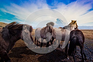 Icelandic horses and volcano