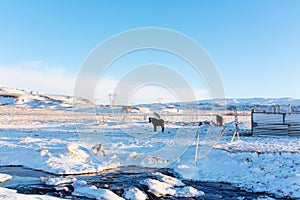 Icelandic horses walk in the snow. Winter icelandic landscape