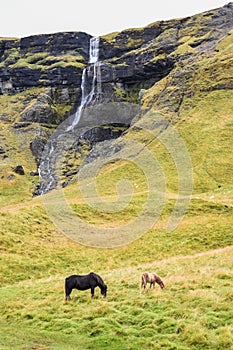Icelandic horses and waterfall on a green grass