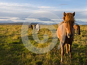 Icelandic horses in the wild photo