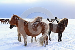 Icelandic horses in winter