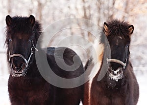 Icelandic horses in winter photo