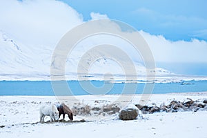 Icelandic horses in winter pasture with snow, Iceland photo