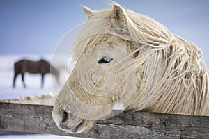 Icelandic Horses in Winter Time