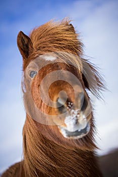 Icelandic Horses in Winter Time