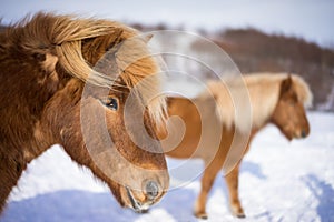Icelandic Horses in Winter Time