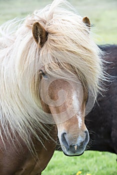 Icelandic Horsewith wind in blond mane