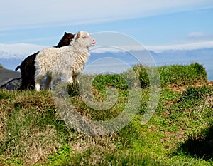 Icelandic lambs