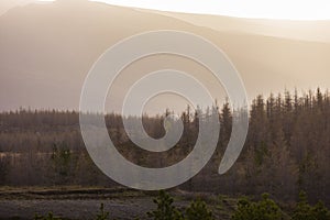 Icelandic landscape with forests and trees at sunset