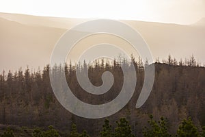 Icelandic landscape with forests and trees at sunset