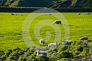 Icelandic landscape with grazing sheep