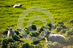 Icelandic landscape with grazing sheep