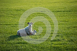 Icelandic landscape with grazing sheep