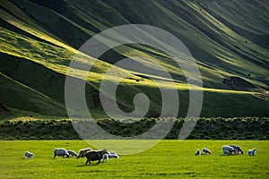 Icelandic landscape with grazing sheep