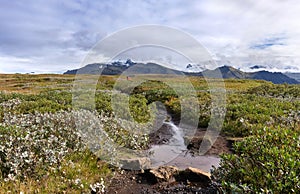 Icelandic landscape, a group of tourists on a mountain hike in a valley with blueberry bushes