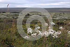 Icelandic landscape with outhwash plain