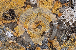 Icelandic lichens formations on a rock