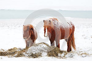 Icelandic mare with foal