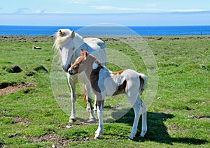 Icelandic mare with its cute pinto foal.