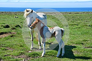 Icelandic mare with its cute pinto foal