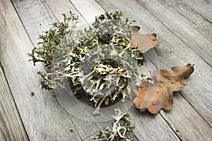 Icelandic moss Cetraria islandica and autumn leaves on an table