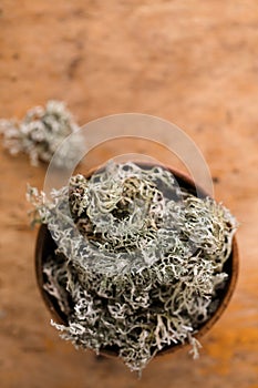 Icelandic moss in a mug, top view