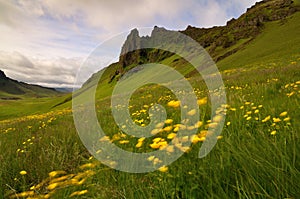 Icelandic mountain valley covered by yellow flowers in a windy weather