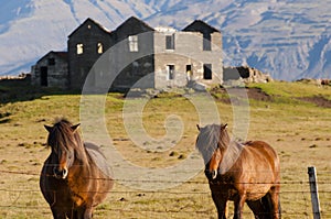 Icelandic Ponies