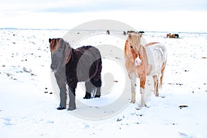 Icelandic ponies in the snow photo
