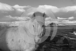 Icelandic ponies