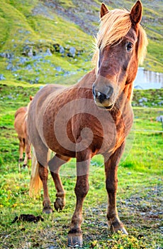 Icelandic pony