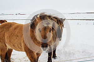 Icelandic pony in snow, close up