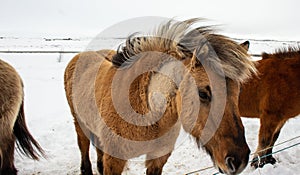 Icelandic pony in snow, close up