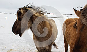 Icelandic pony in snow, close up