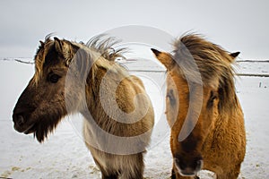 Icelandic pony in snow, close up