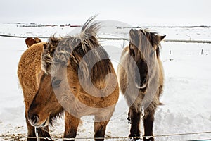 Icelandic pony in snow, close up