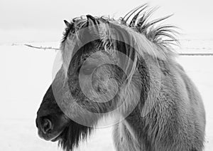 Icelandic pony in snow, close up