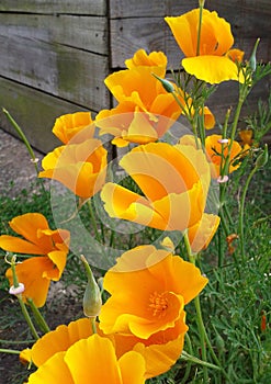 Icelandic Poppies